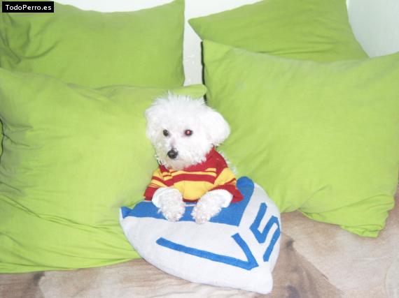 La foto del perro