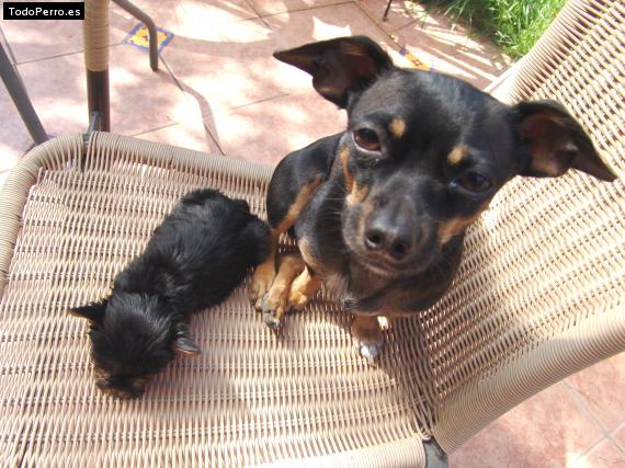 La foto del perro