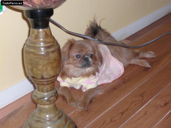 La foto del perro