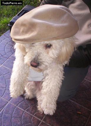 La foto del perro