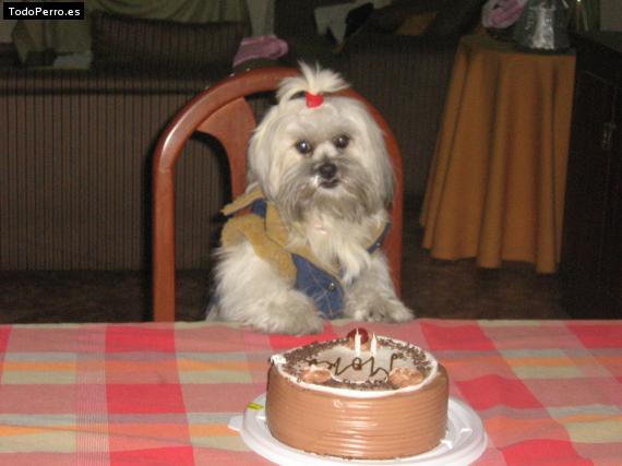 La foto del perro