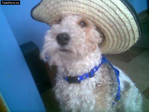 La foto del perro