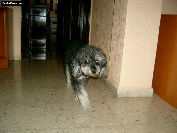 La foto del perro
