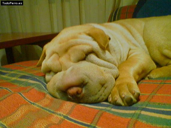 La foto del perro