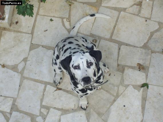 La foto del perro