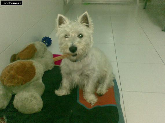 La foto del perro