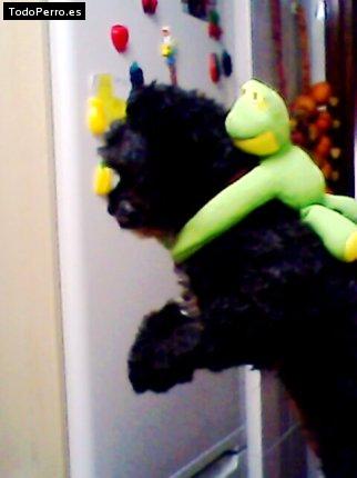 La foto del perro