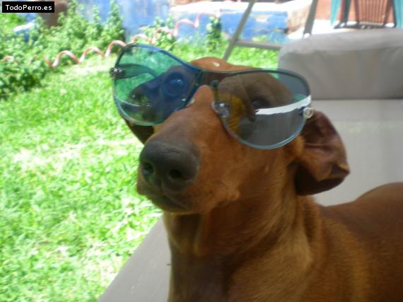 La foto del perro
