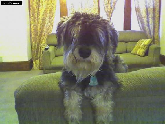 La foto del perro