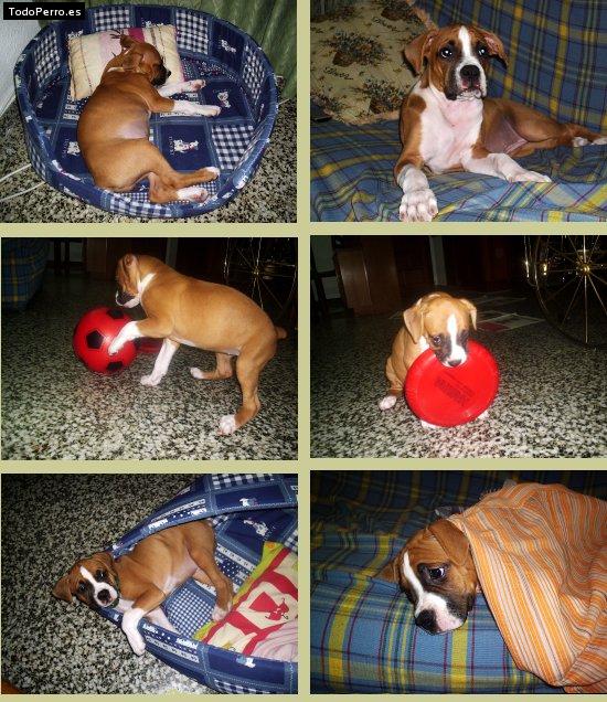 La foto del perro
