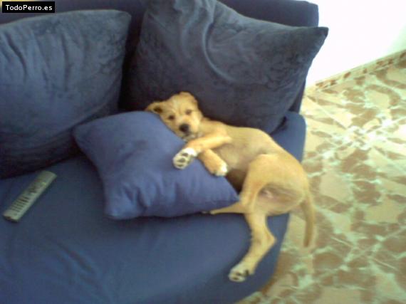 La foto del perro