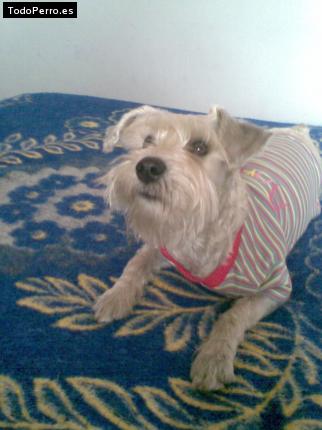 La foto del perro