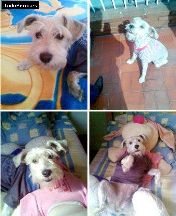 La foto del perro