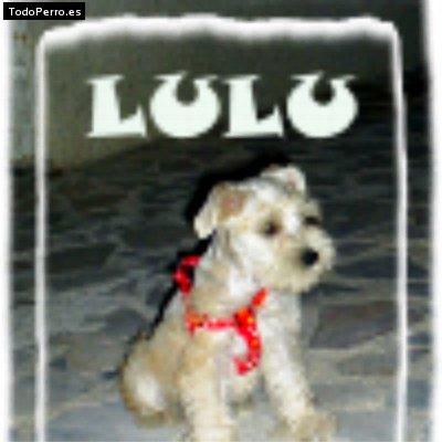 La foto del perro