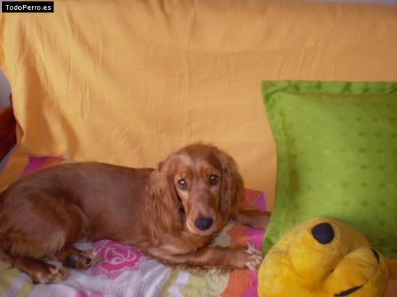 La foto del perro