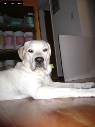 La foto del perro