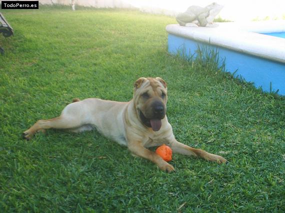 La foto del perro