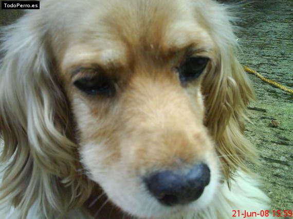 La foto del perro