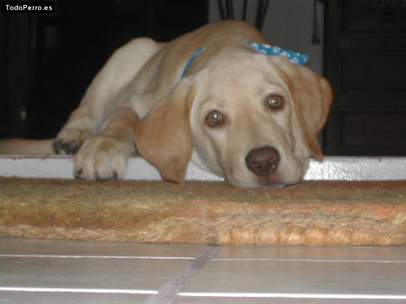 La foto del perro