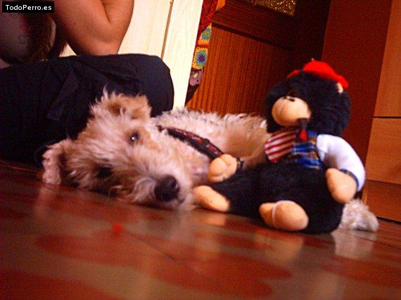 La foto del perro