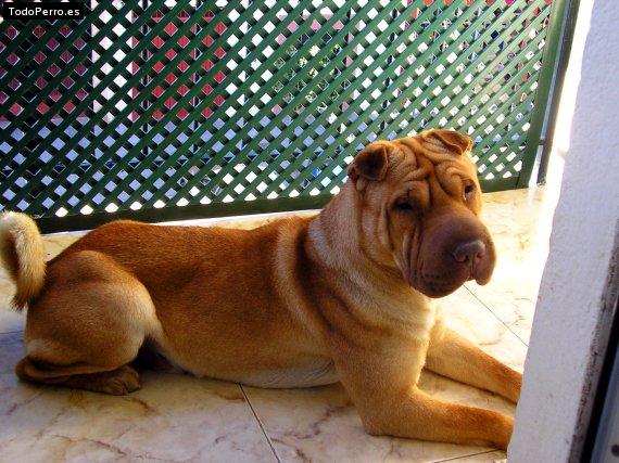La foto del perro