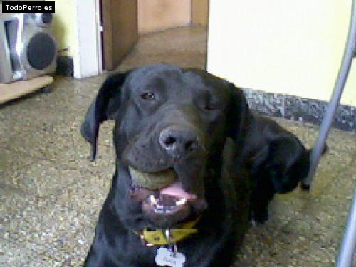 La foto del perro