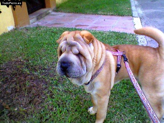 La foto del perro
