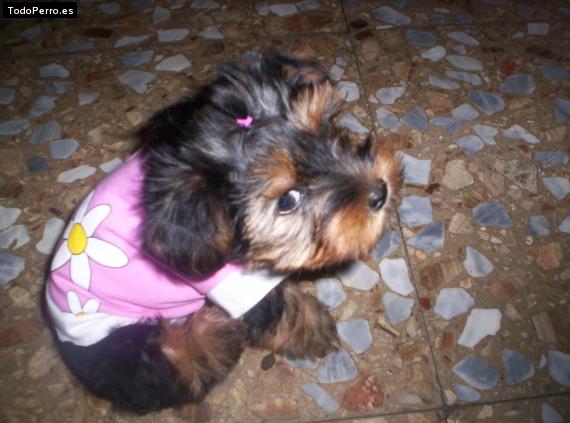 La foto del perro