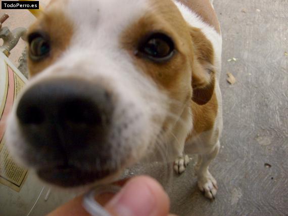 La foto del perro