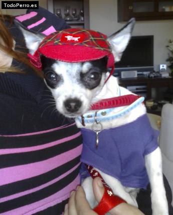 La foto del perro