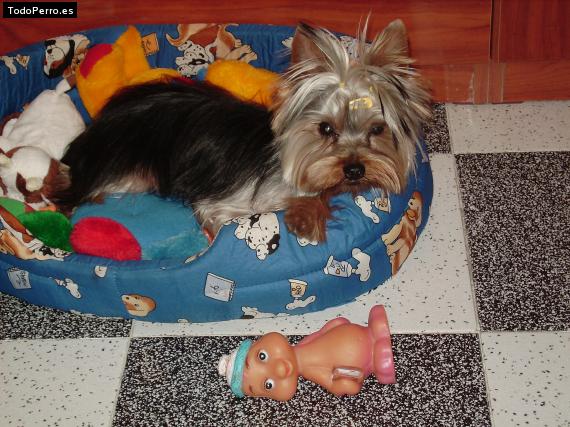 La foto del perro