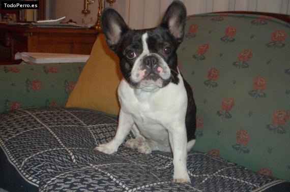 La foto del perro