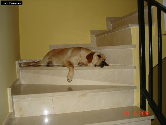 La foto del perro