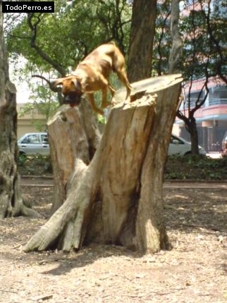 La foto del perro
