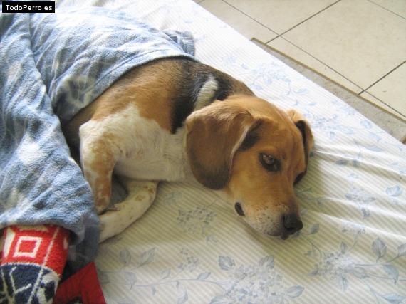 La foto del perro