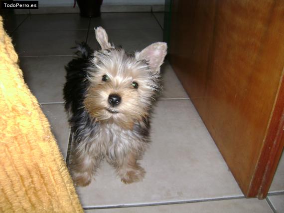 La foto del perro