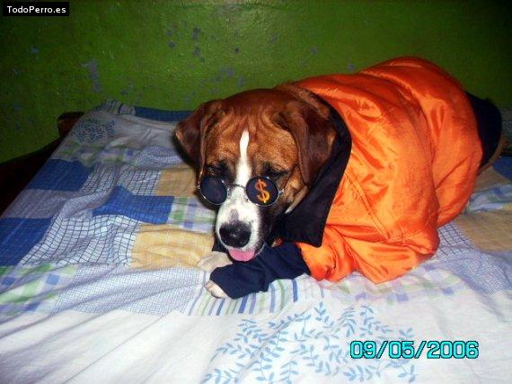 La foto del perro