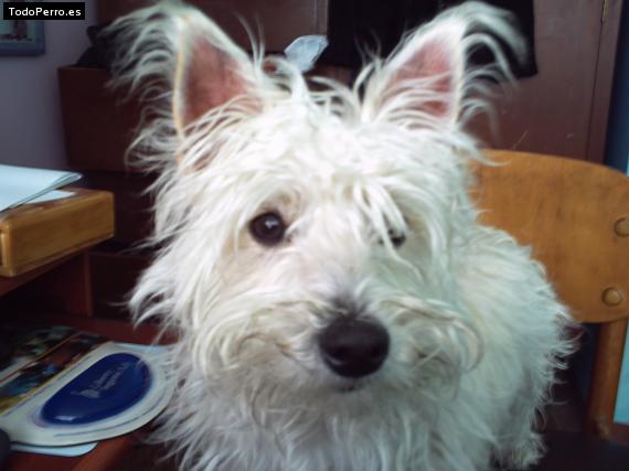 La foto del perro