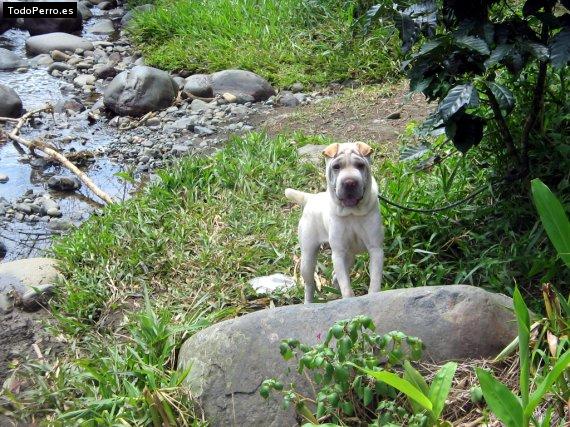 La foto del perro