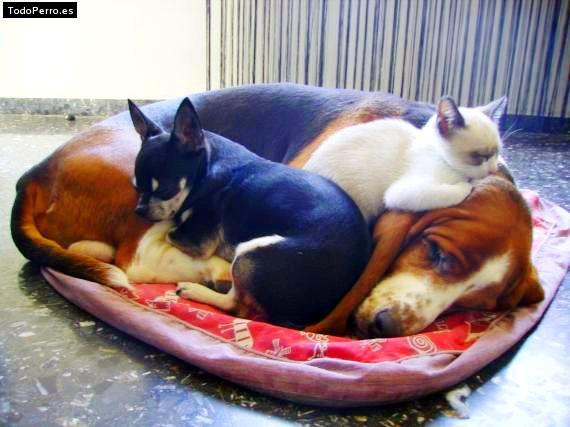 La foto del perro