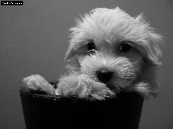 La foto del perro