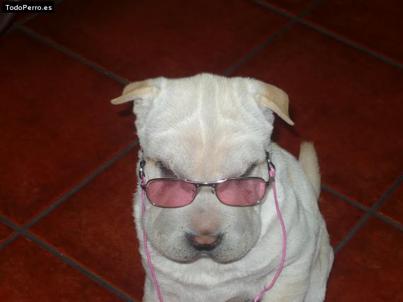 La foto del perro
