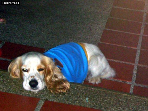 La foto del perro