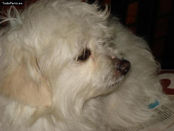 La foto del perro