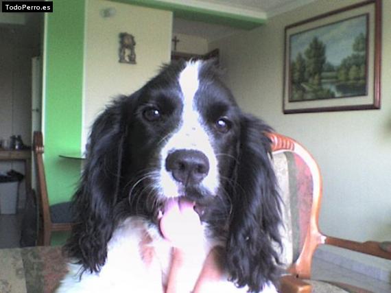La foto del perro