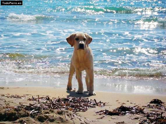 La foto del perro