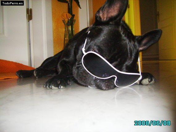 La foto del perro