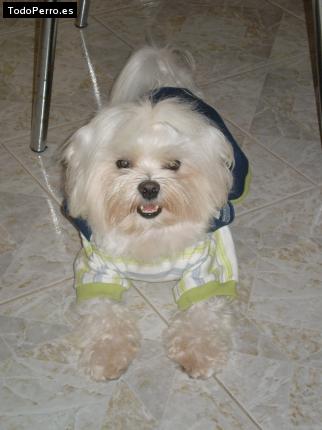 La foto del perro