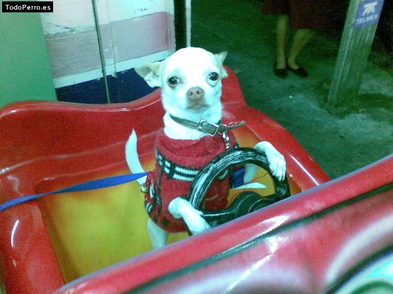 La foto del perro