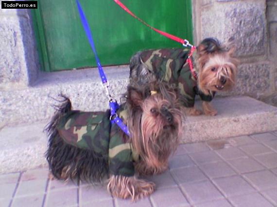 La foto del perro